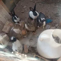 خرگوش|موش و خرگوش|میبد, |دیوار