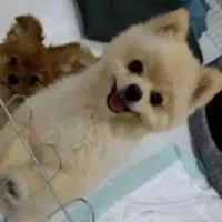 سگ پامر خرسی