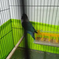 طوطی برزیلی مولد|پرنده|ملارد, |دیوار