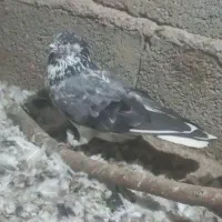 کفتر یا کبوتر|پرنده|نیر (اردبیل), |دیوار
