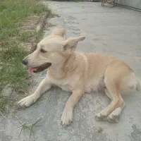 سگ پا کوتاه