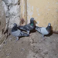 کبوتر پلاکی|پرنده|ویلکیج, |دیوار