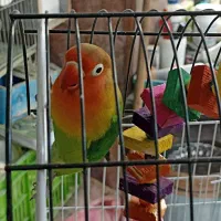 مرغ عشق و طوطی برزیلی (گرینچیک)