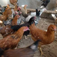 جوجه گلپایگان|حیوانات مزرعه|مه ولات, |دیوار