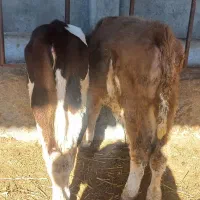 فروش۲راس گوساله سیمینتال ماده کاملا خوراک خور۳ماهه