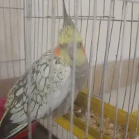 گم شده
