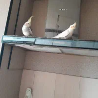 عروس هلندی سخنگو|پرنده|هشتگرد, شهرک ایران خودرو|دیوار