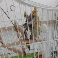 طوطی عروس ماده