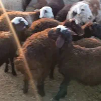 بره نر افشاری