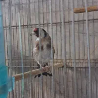 سهره جوجه قفس ۳ساله