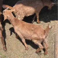 بزغاله|حیوانات مزرعه|اصفهان, اصفهانک|دیوار