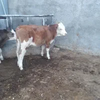 ۹ راس نر لاغر