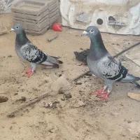 کبوتر مسافتی