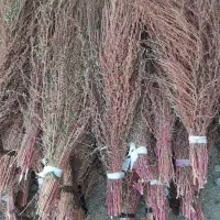 جارو|لوازم نظافت|خرم‌آباد, |دیوار