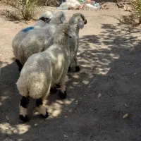 بره نر وماده دورگ شیرازی
