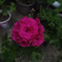 تمامی گل ها موجود