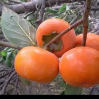 خرمالو سردرختی شیرین وخوشمزه|حراج|قرق, |دیوار