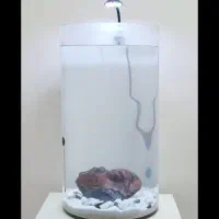 آکواریوم با دکور دلخواه