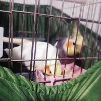 عروس هلندی به همراه جوجه