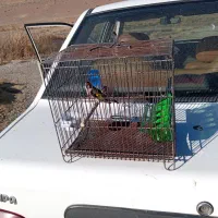 سهره جوجه نر|پرنده|سنقر, |دیوار