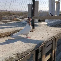 کفترای رنگی|پرنده|بناب, |دیوار