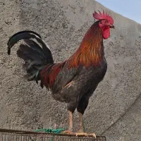 خروس جوان