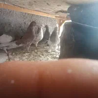 کبوتر پر اصفهانی ترکیه ای وطوقی