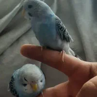 مرغ عشق دستی سالم خونگی