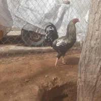 خروس ۸ماهه نژادخوب