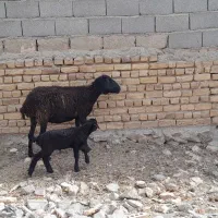 میشبرهبزبزغاله|حیوانات مزرعه|رضویه, |دیوار