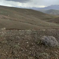 پشم گوسفند