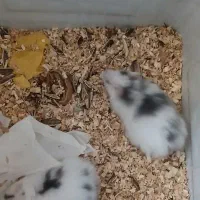 همستر|موش و خرگوش|یزد, |دیوار