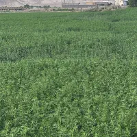 یونجه|عمدهفروشی|انگوران, |دیوار