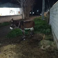 فروش|حیوانات مزرعه|سیمین شهر, |دیوار