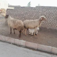 میش زاییده بره