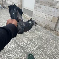 کفتر گرفتنی بلندی