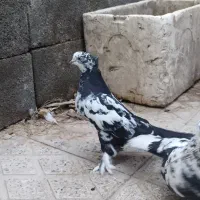 کبوتر کاکلی پا چکمه ای