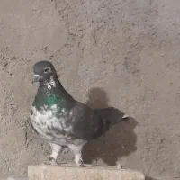 کبوتر