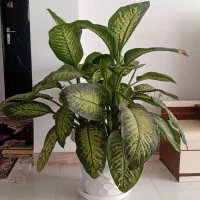 گل دیفن باخیا|گل و گیاه طبیعی|تالش, هشتپر|دیوار