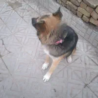 سگ ژرمن+|سگ|تربت‌حیدریه, باغ سلطانی|دیوار