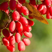 زرشک شاخه به صورت کیلویی و یا باغی خـریـدارم