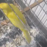 قناری نر کوتاه بلند خون