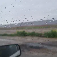 ضامن