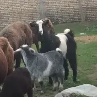 بز بابزغاله