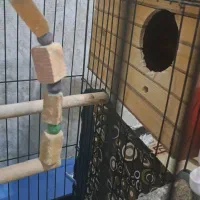 جفت عروس هلندی با جوجه|پرنده|فردیس, فردیس|دیوار