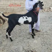 نربز پنجاب|حیوانات مزرعه|سراوان, |دیوار