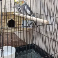 عروس هلندی 8ماهه نروماده