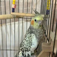 واگذاری عروس هلندی|پرنده|ساری, |دیوار