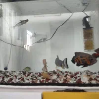 آکواریوم و ماهی