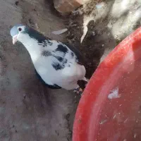 کبوتر|پرنده|سراوان, |دیوار